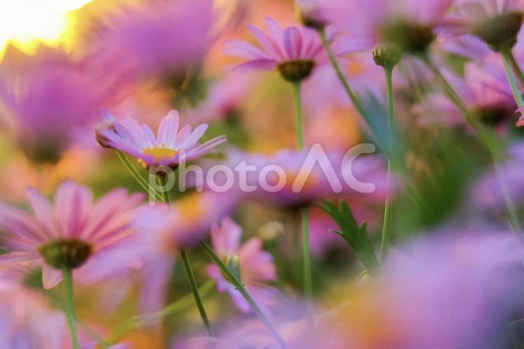 明かりに照らされるコスモス 背景,壁紙,素材の写真素材