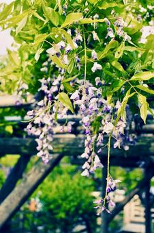 Landscape with wisteria flowers and fresh greenery, JPG