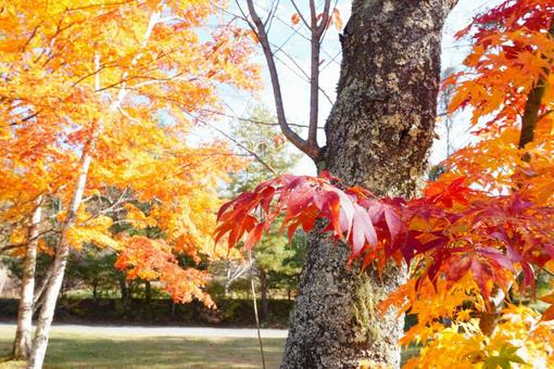 紅葉真っ盛りの高原の写真