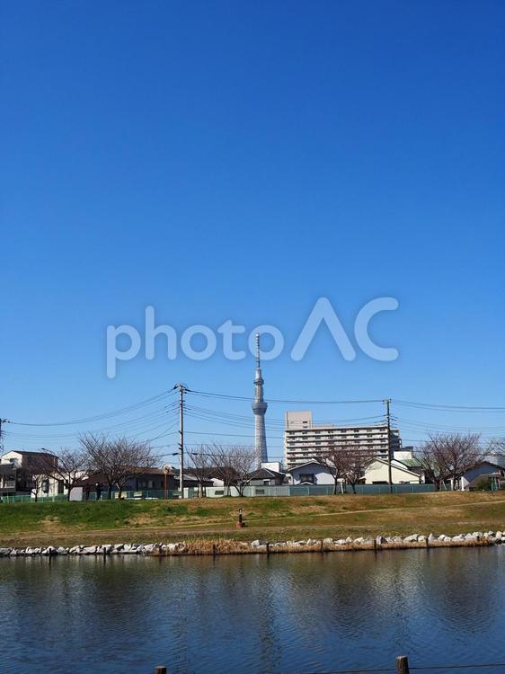 旧中川河川敷と東京スカイツリー・江戸川区 春,東京スカイツリー,江戸川区の写真素材