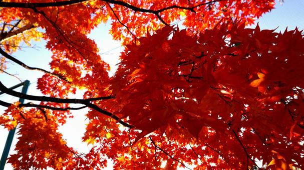 紅い紅葉 紅葉,もみじ,風景の写真素材
