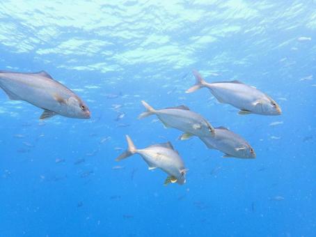 泳ぐカンパチ 泳ぐカンパチ カンパチ,カンパチの群れ,青い海の写真素材
