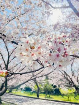 桜の風景 桜,青い空,明るいの写真素材