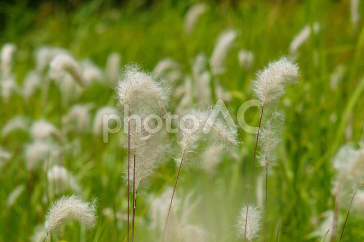 ふわふわと風に揺れるチガヤ 綿毛,春,河川敷の写真素材