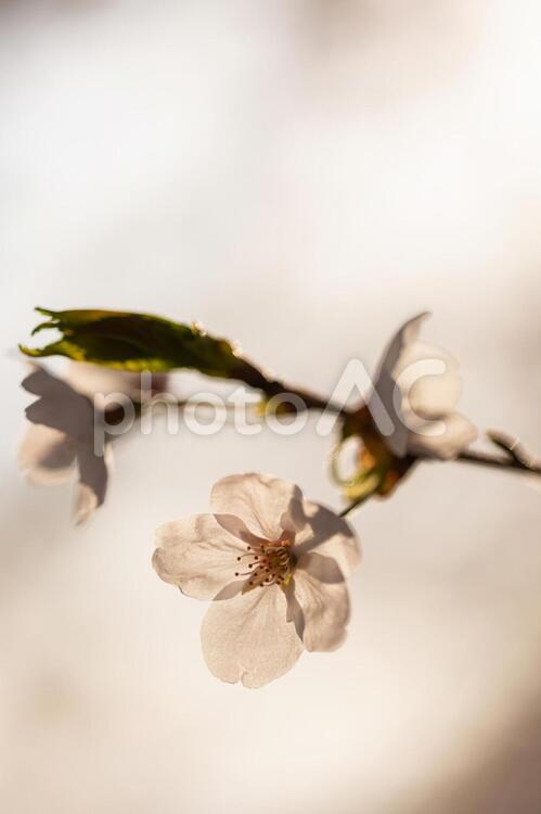 桜の花３５ 桜,桜の花,葉桜の写真素材