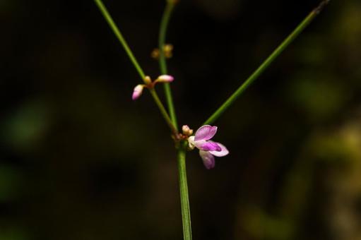 可愛い赤いミズヒキの花 可愛い赤いミズヒキの花の写真