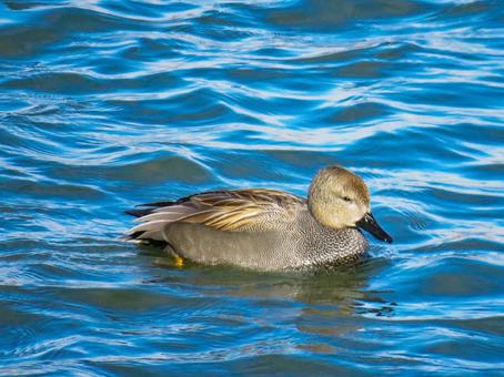 川を泳ぐオカヨシガモのオス オカヨシガモ,野鳥,動物の写真素材