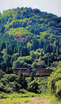 木々と山 木々と山の写真