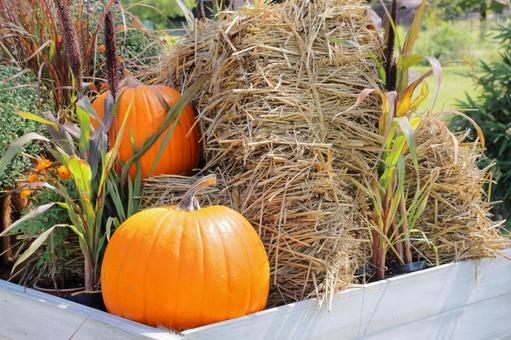 ハロウィン 秋のイベント ハロウィン 秋のイベント ハロウィン,秋,かぼちゃの写真素材
