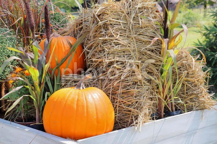 ハロウィン　秋のイベント ハロウィン,秋,かぼちゃの写真素材