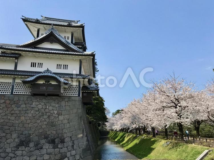 桜並木と金沢城 桜,さくら,サクラの写真素材