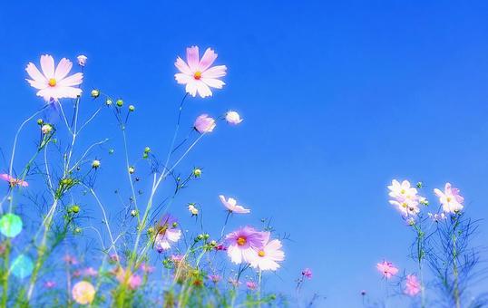 ホワイトピンクの秋桜の花と青空 ホワイトピンクの秋桜の花と青空 秋桜,花,秋の写真素材