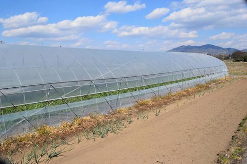 農業用ビニールハウス 茨城県 農業用ビニールハウス 茨城県 農業用ビニールハウス,農業用ハウス,農業ビニールハウスの写真素材