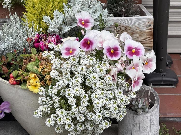 春の花 春の花,花,ガーデニングの写真素材