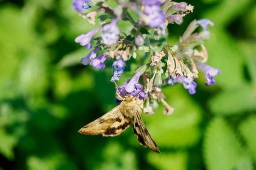 ツメクサガ⑵ ツメクサガ⑵の写真