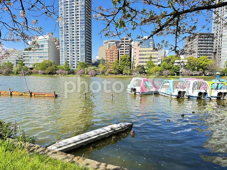 不忍池　上野公園　台東区　池ボート 不忍池,上野恩賜公園,弁天島の写真素材