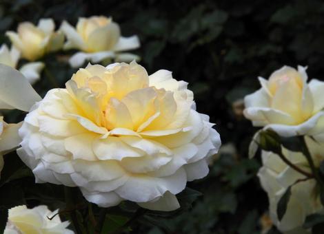 バラ 'チャイコフスキー' バラ 'チャイコフスキー' バラ,チャイコフスキー,薔薇の写真素材