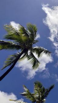 ハワイの風景 ヤシの木と青空 ハワイの風景 ヤシの木と青空 ヤシの木,青空,雲の写真素材