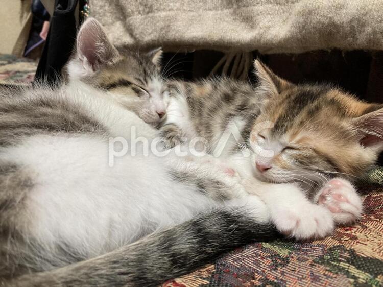 ねむる三毛猫の兄妹 猫,動物,可愛いの写真素材