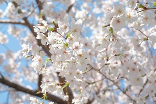 春の陽光と桜 春の陽光と桜の写真