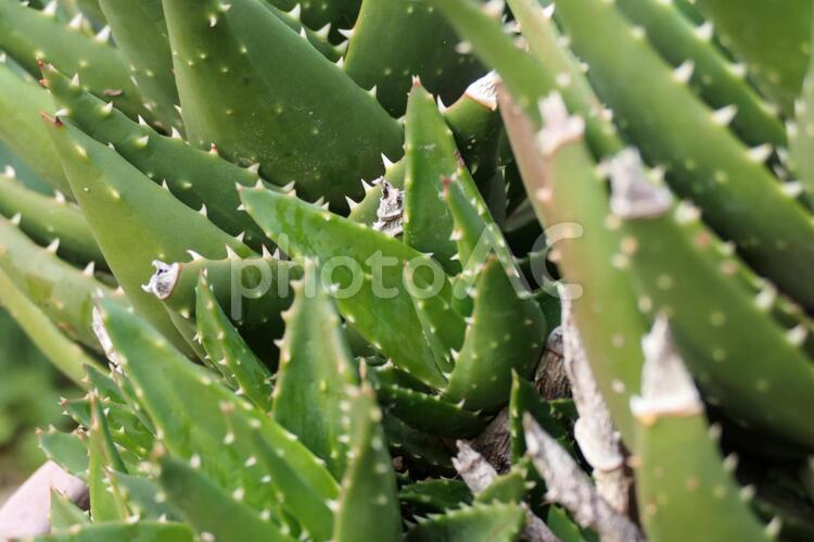 アロエ 植物,緑,グリーンの写真素材