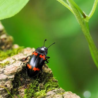 ヒメオビオオキノコムシの写真