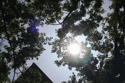 太陽の光芒と緑の葉の大樹と青空を見上げて 太陽,光芒,緑の写真素材
