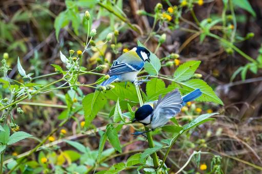シジュウカラ(103)の写真