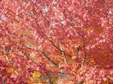 【紅葉写真】美しい紅葉 紅葉,自然,風景の写真素材