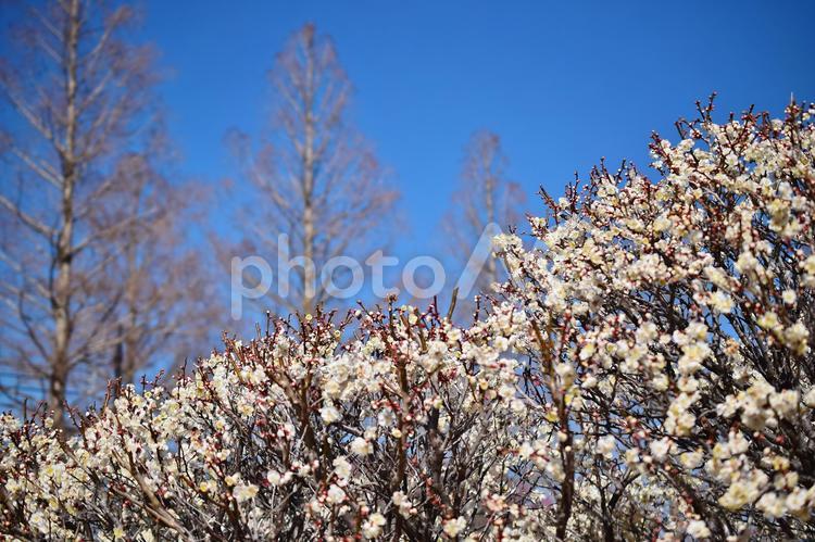 ＜春のイメージ＞梅の花 梅,花,梅の花の写真素材