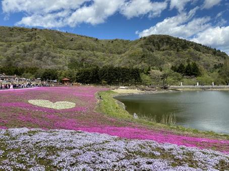 ハート③ ハート③ ハート,ピンク,富士芝桜まつりの写真素材