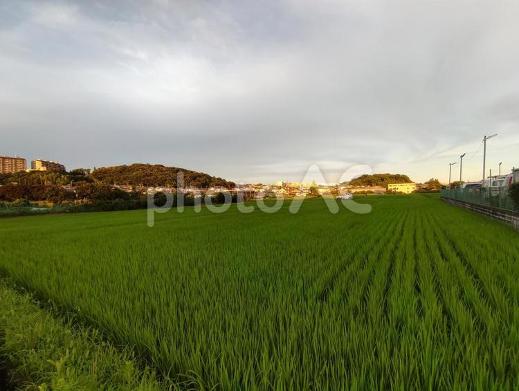 横浜市の田園風景 稲,米,横浜市の写真素材