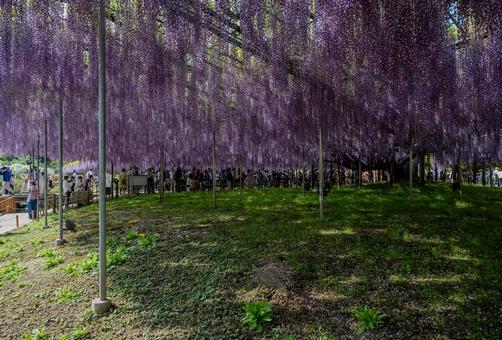 春のあしかがフラワーパーク 春のあしかがフラワーパークの写真