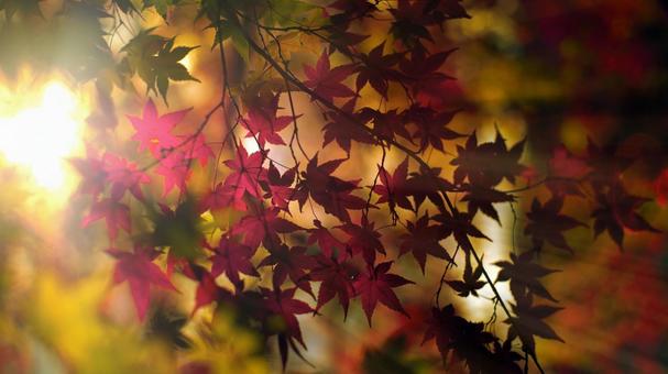 描いたような紅葉 描いたような紅葉 秋,紅葉,もみじの写真素材