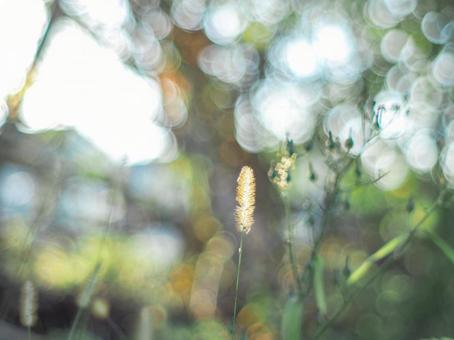 秋のねこじゃらし 秋,秋風景,夕暮れの写真素材