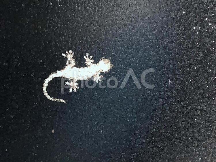 生き物　窓に張り付いたカナヘビ カナヘビ,トカゲ,爬虫類の写真素材