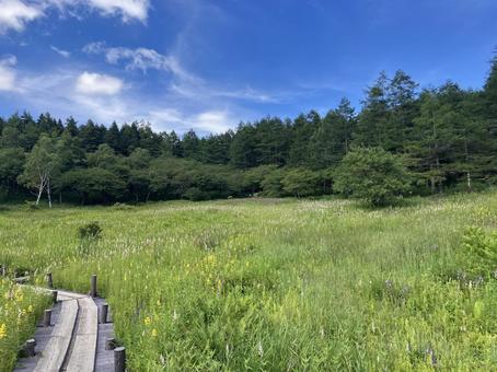 入笠山の入笠湿原風景 入笠山の入笠湿原風景の写真
