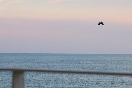 夕暮れの空を飛ぶ海鳥 夕暮れの空を飛ぶ海鳥 海鳥,夕焼け,青空の写真素材
