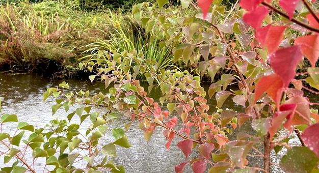雨の日の色付いた葉 雨,葉っぱ,曇り空の写真素材