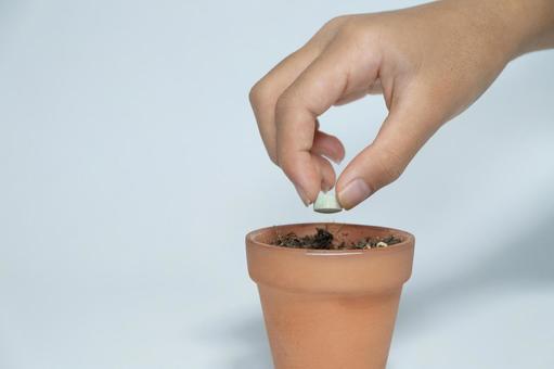 小さな植木鉢に種をまく手 種まき,種,植木鉢の写真素材
