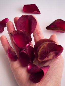 バラの花びらと手のひら バラの花びらと手のひら バラの花びら,バラ,薔薇の写真素材