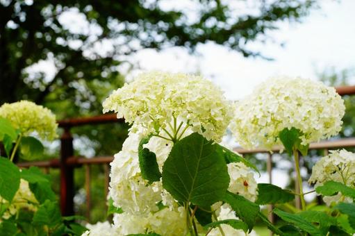 紫陽花 紫陽花,植物,6月の写真素材