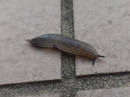 地を這うナメクジ ナメクジ,軟体動物,梅雨の写真素材