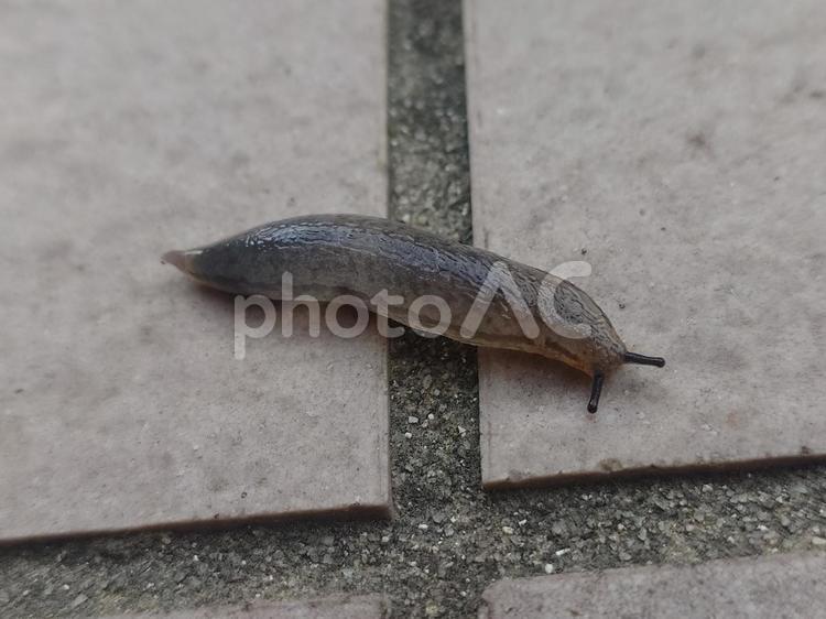 地を這うナメクジ ナメクジ,軟体動物,梅雨の写真素材