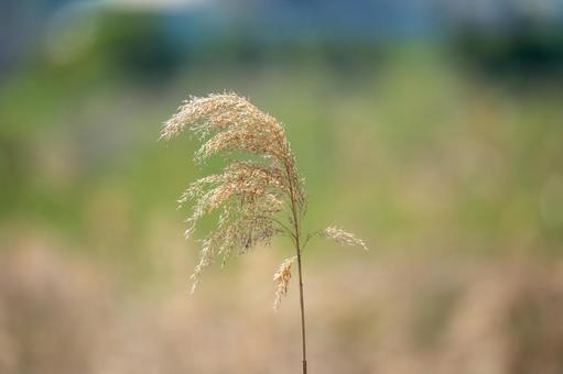 Withered silver grass, JPG