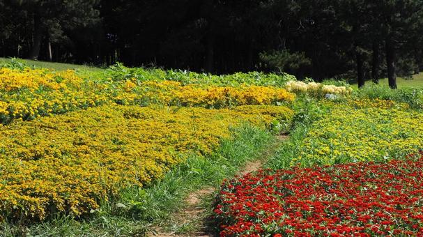 夏の花壇の花々・葛西臨海公園(東京都) 夏の花壇の花々・葛西臨海公園(東京都) 夏,葛西臨海公園,夏の花の写真素材