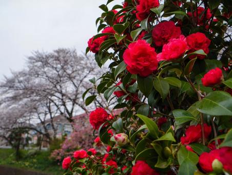 東川の桜並木(椿) 東川の桜並木(椿) 桜,春,所沢の写真素材