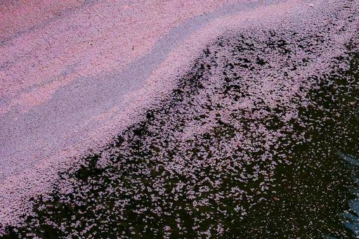 桜の花びらと水の動き 桜の花びらと水の動き 桜,花びら,水面の写真素材