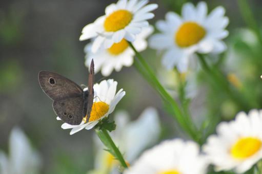Photo, daisy, white flower, butterfly, 