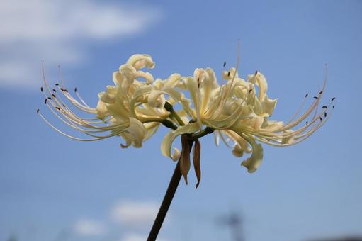 彼岸花07の写真